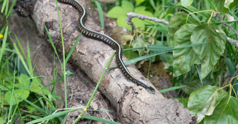 What It Means When Garter Snakes Start Showing Up Around Oregon Garden Beds