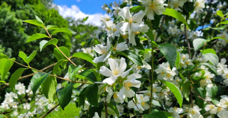 The Oregon Native Shrub That Smells Incredible When It Blooms But Rarely Gets Planted