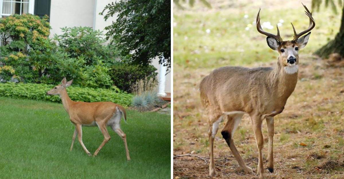 deer in garden