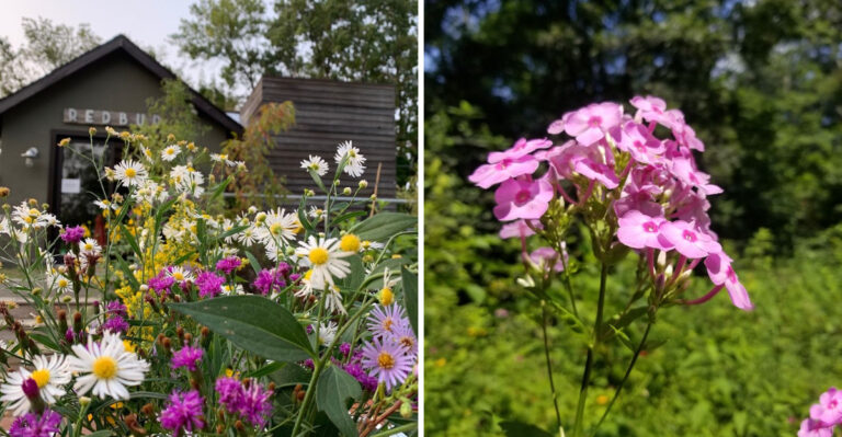 7 Pennsylvania Native Plant Nurseries Worth Turning Into A Late Summer Road Trip