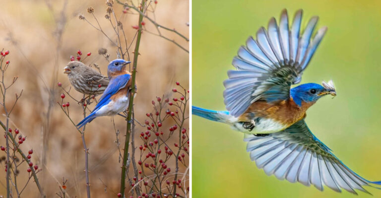 More Bluebirds In Your Texas Garden, Less Grasshoppers (Here’s How To Attract Them)