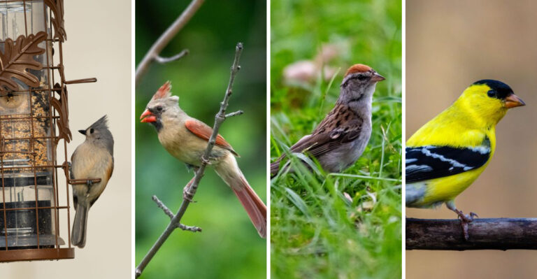 Alabama Says Goodbye To Purple Martins And Hello To These Feeder Birds