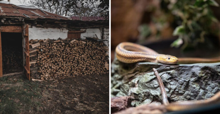 9 Yard Features That Are Secretly Inviting Snakes In