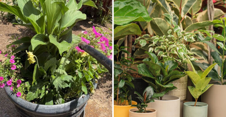 The Best Time To Water Michigan Container Plants During A Heat Wave