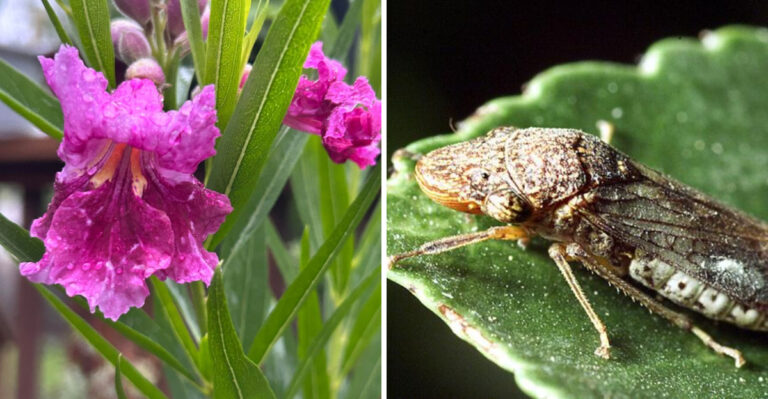 Signs Your Desert Willow Is Struggling After A Sharpshooter Infestation In Florida