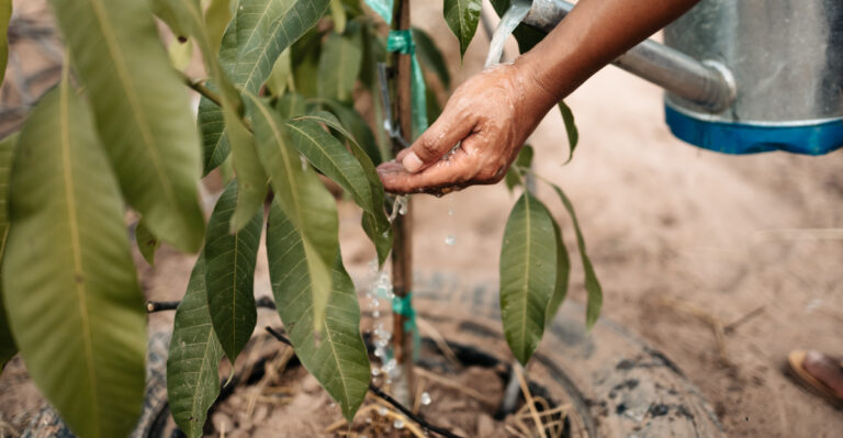 mango tree watering