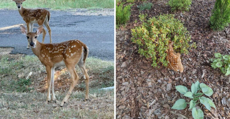 Why Do Deer Start Browsing Some Michigan Yards In August?