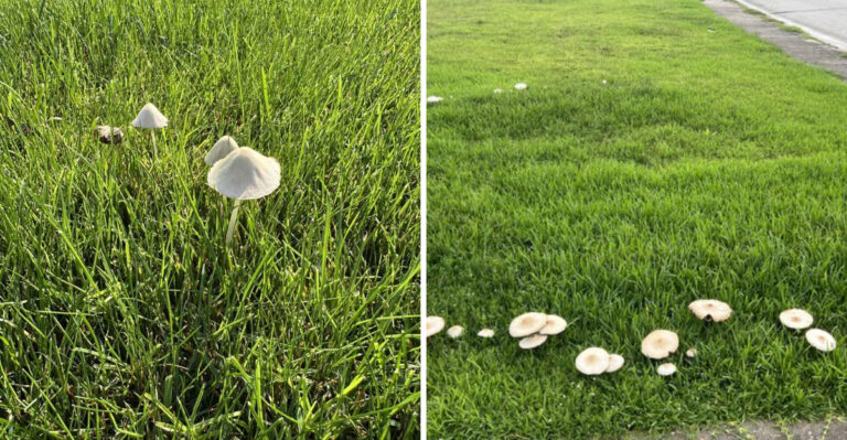 What Sudden Mushrooms In Your Michigan Lawn Actually Mean After Rain