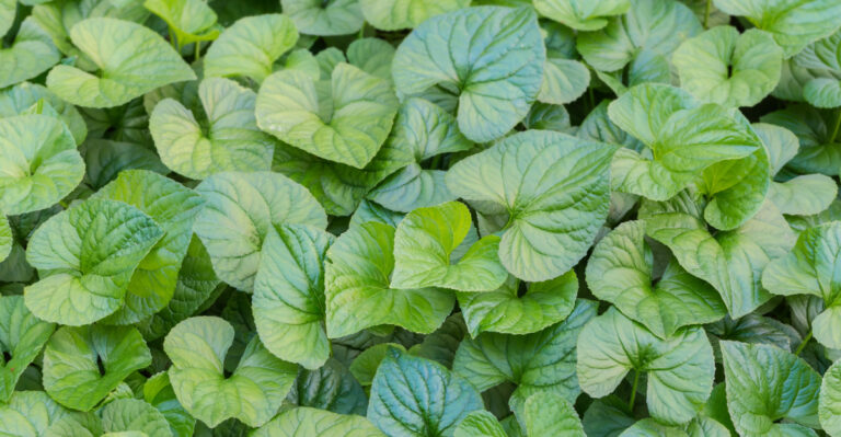 The Oregon Native Evergreen To Plant Under Shrubs Instead Of Pachysandra
