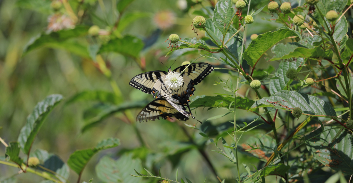 butterfly on buttonbush
