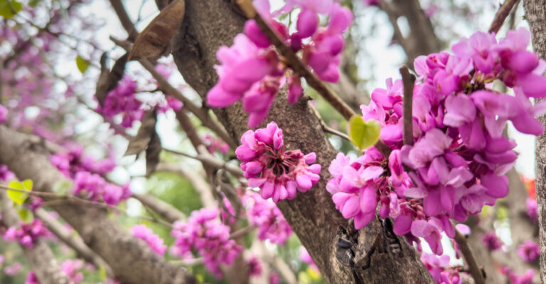 tree (featured image)