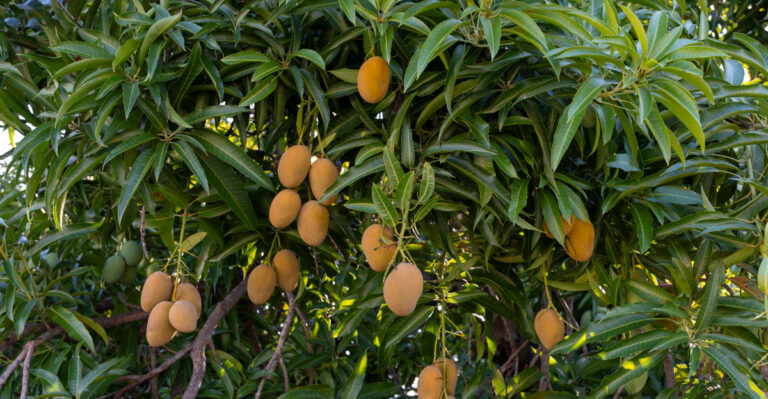 mango tree