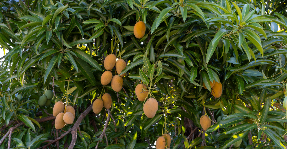 mango tree