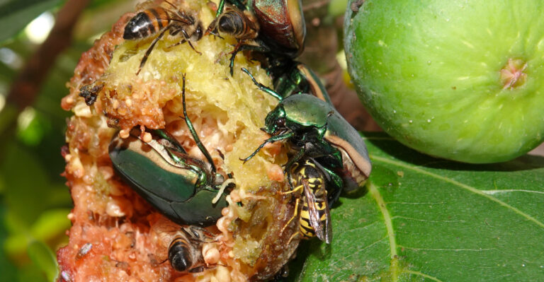 japanese beetles on fruit