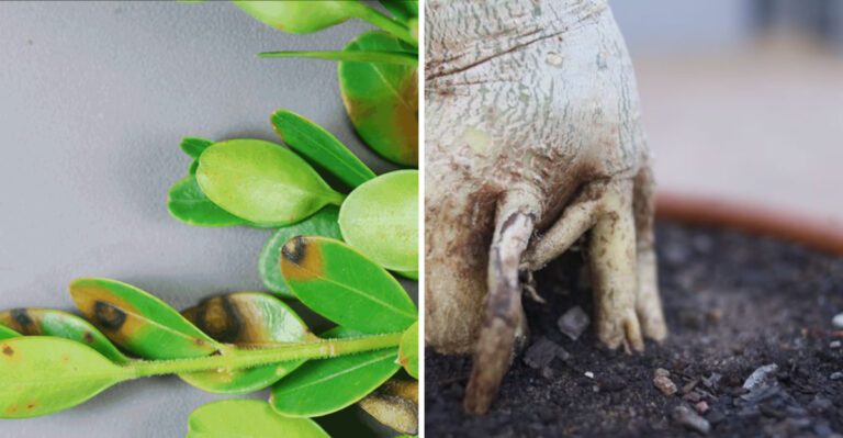 Why Delaware Boxwoods Are Losing Leaves In Late August And How To Save Them Before Fall