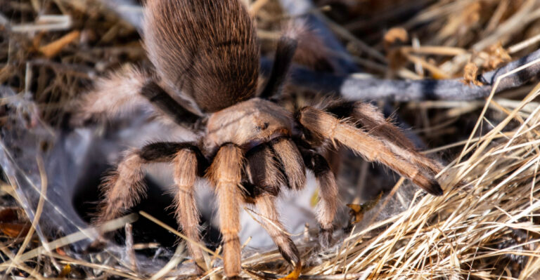 Tarantula (featured image)