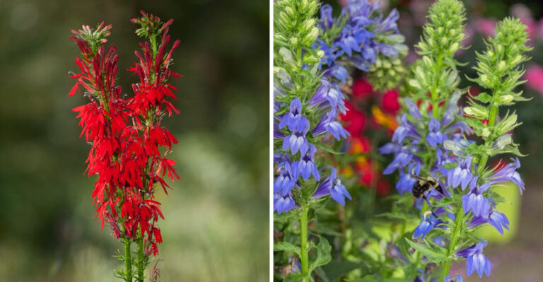 cardinal flower and blue lobelia