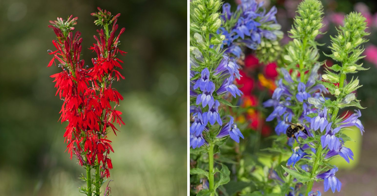 cardinal flower and blue lobelia