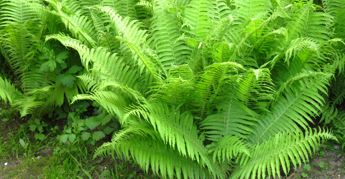 lady fern