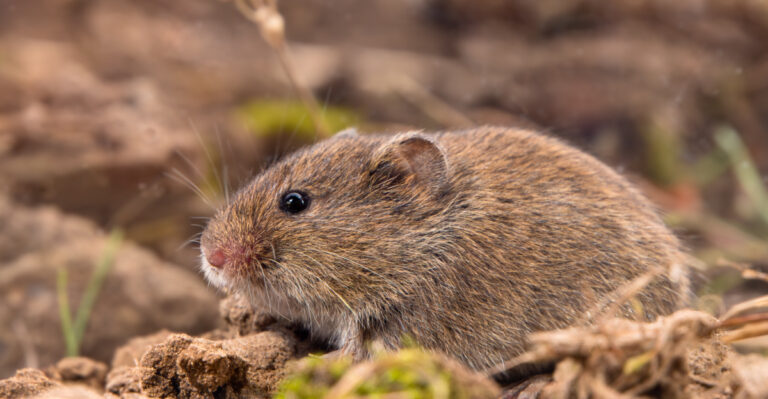 Vole (featured image)