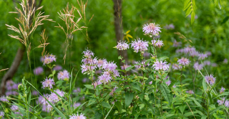 wild bergamot