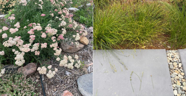 The Best Plants To Grow Along California Driveways Without Blocking Views
