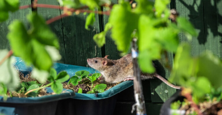 These Rat-Repelling Plant Combinations Work Better Together In California Gardens
