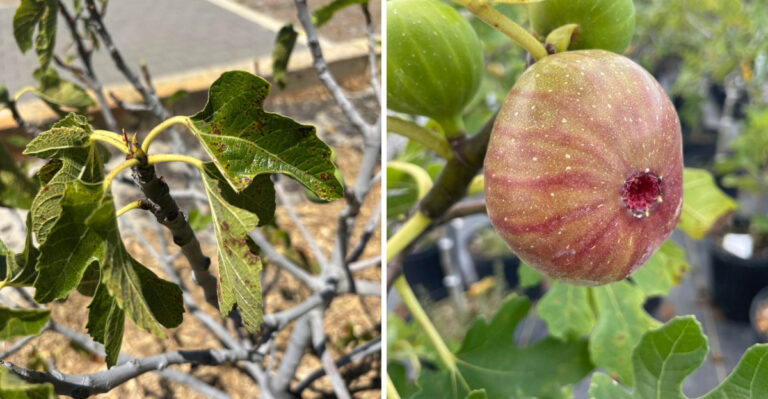8 Signs Your Georgia Fig Tree Is Struggling After Heavy Summer Rain