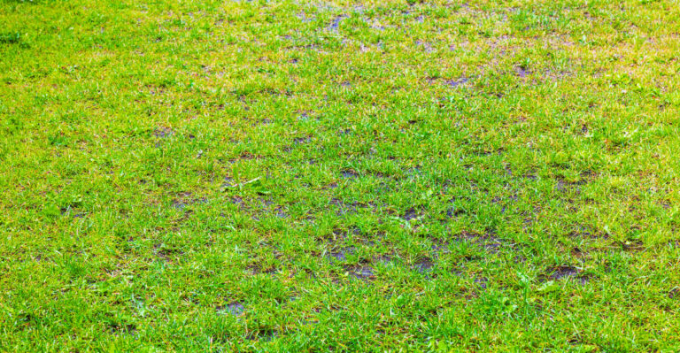 lawn