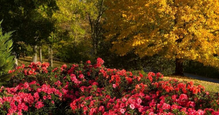 What North Carolina Gardeners Do Differently To Get Azaleas That Rebloom In Fall, Not Just Spring