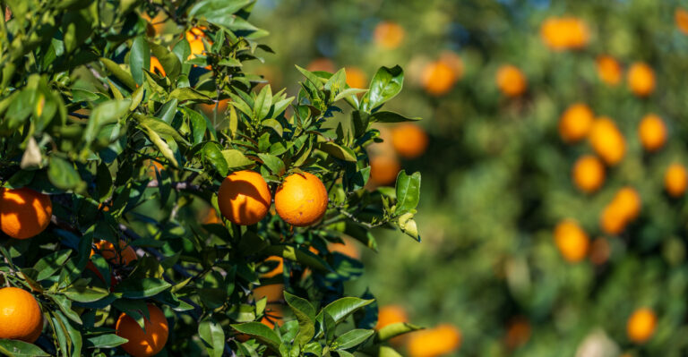 Why California Gardeners Should Stop Pruning Citrus Trees During This Heatwave