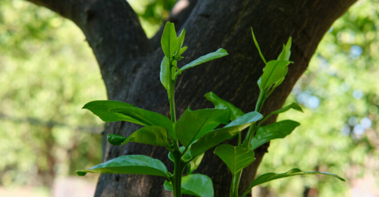 The Citrus Shoots California Gardeners Should Remove Before They Take Over The Tree