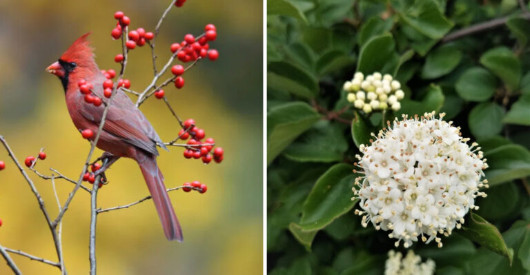 The Shrubs That Give Ohio Cardinals Cover After Leaves Start Falling