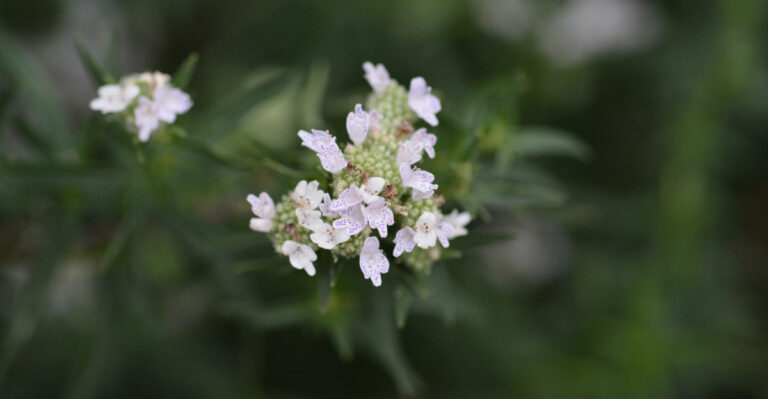 Virginia mountain mint flower