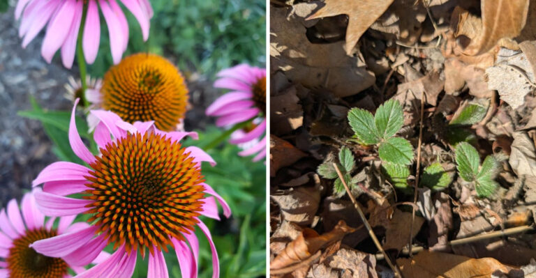 What To Leave Standing In Your Georgia Yard To Keep Pollinators Through Fall