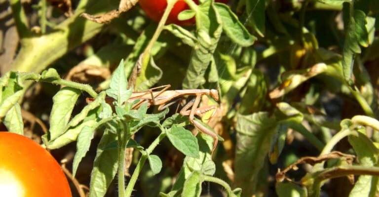 What A Praying Mantis On Your Maryland Tomato Plant Says About Your Garden