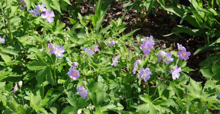 wild geranium