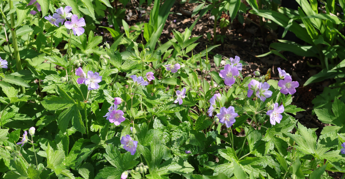 wild geranium