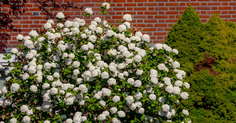 This Native Indiana Shrub Feeds Wildlife And Guards Your Privacy
