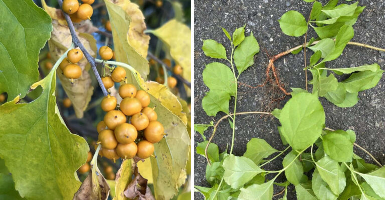 The Invasive Vine Michigan Homeowners Miss Until It Starts Pulling Down Young Trees