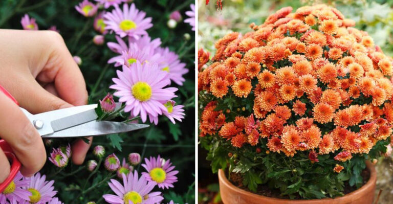 Pennsylvania Mums Need One Thing Done Before August Ends