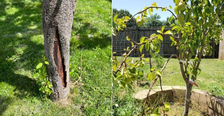 What Oregon Fruit Tree Owners Should Check After A Sudden Heat Spike