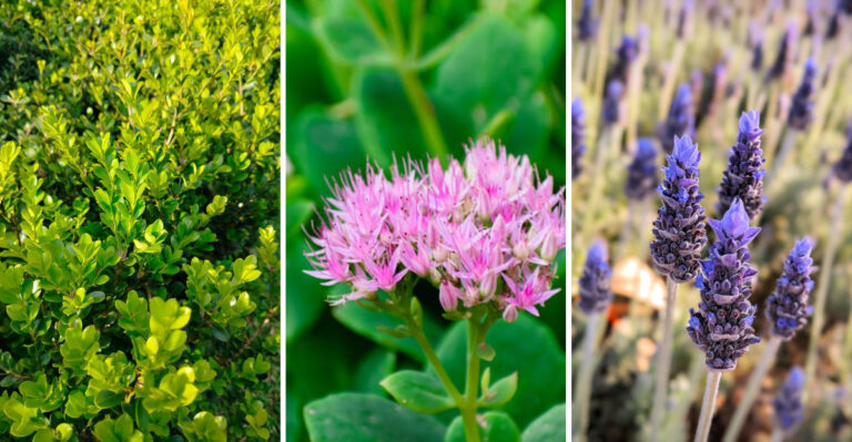 Take Cuttings From These 9 Plants Before Vermont’s Growing Season Ends