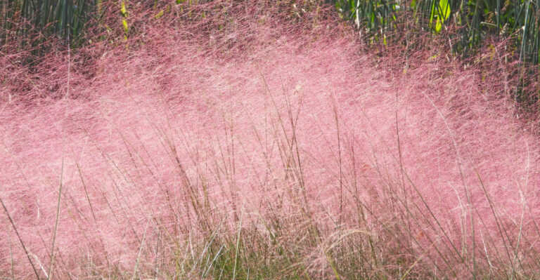 Skip Purple Fountain Grass In North Carolina Curb Beds And Plant This Native Grass Instead