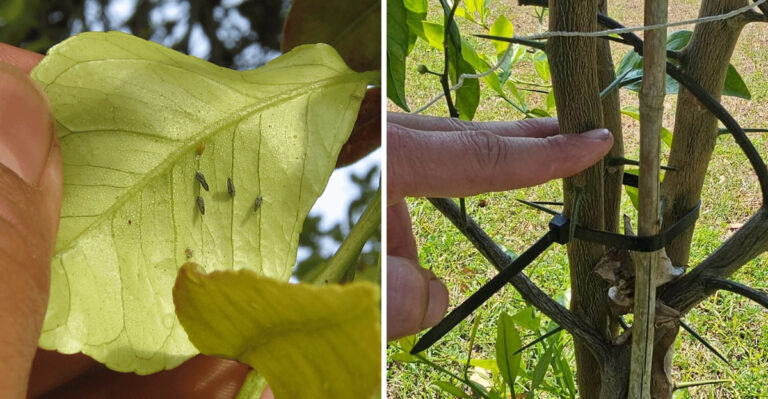 Why This Pest Keeps Showing Up On Arizona Citrus Branches During Monsoon Season