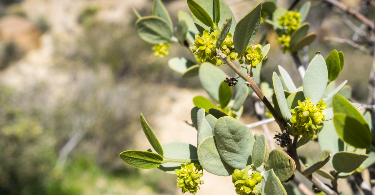 jojoba (featured image)