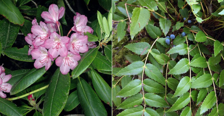 Oregon Native Shrubs To Plant Instead Of Privet For A Better Privacy Hedge