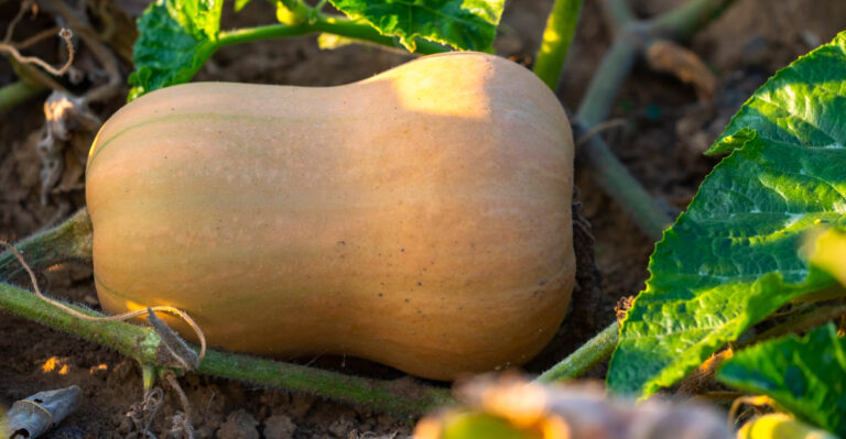 The Fall Vegetables Florida Gardeners Can Still Plant This Weekend