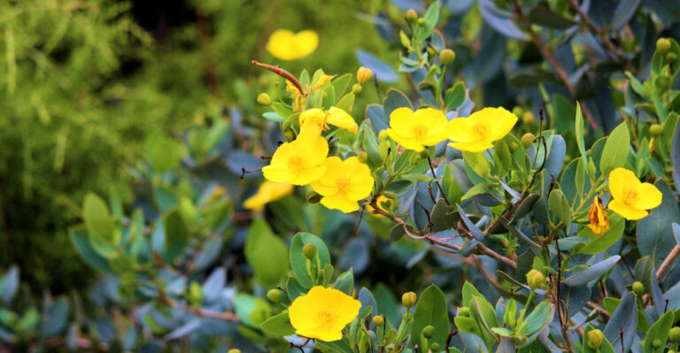 The Best California Plants For Gardeners Who Want Less Cleanup In Fall