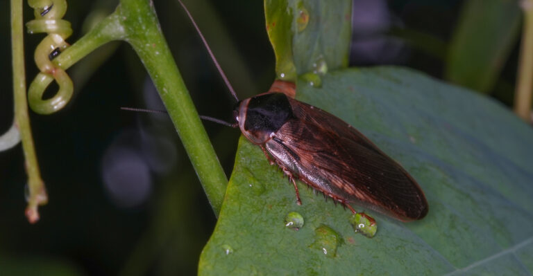 Why California Cockroach Problems Get Worse After This One Watering Mistake